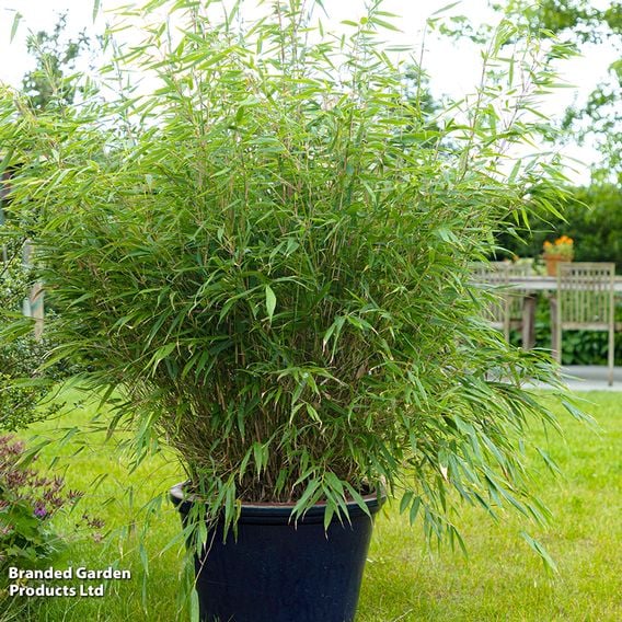 Bamboo 'Black Dragon'