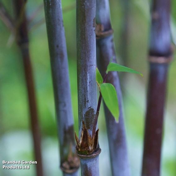 Bamboo 'Black Dragon'