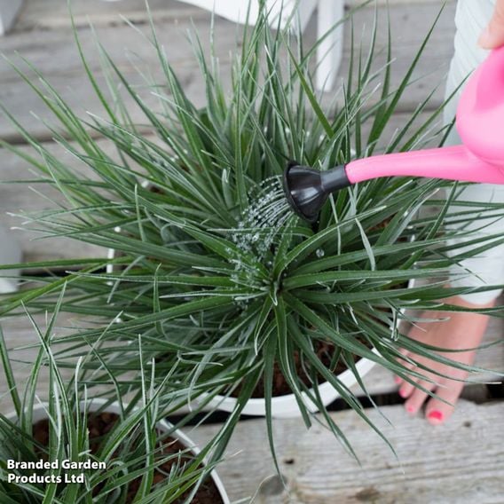 Fascicularia bicolor
