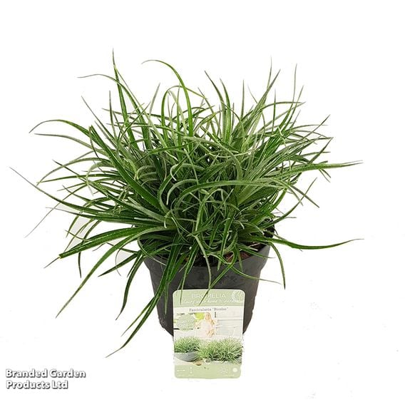 Fascicularia bicolor