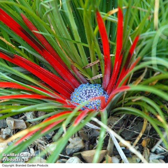 Fascicularia bicolor