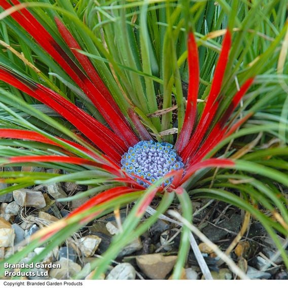 Fascicularia bicolor