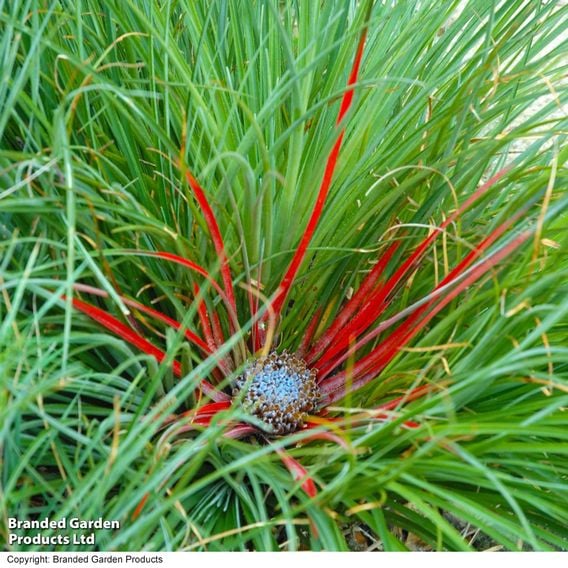 Fascicularia bicolor