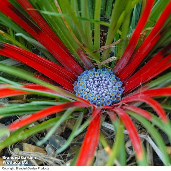 Fascicularia bicolor
