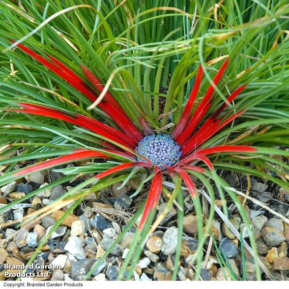 Fascicularia bicolor