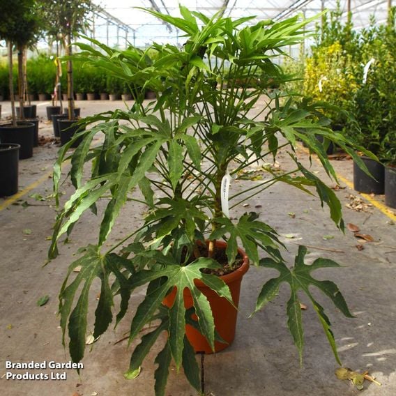 Fatsia polycarpa 'Green Fingers'