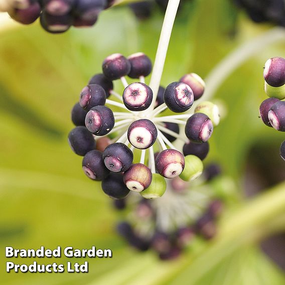 Fatsia japonica