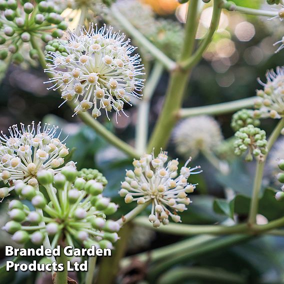 Fatsia japonica