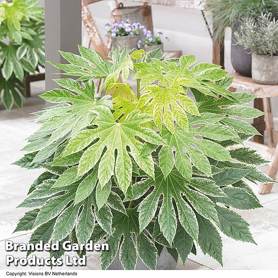 Fatsia japonica 'Spiders Web'