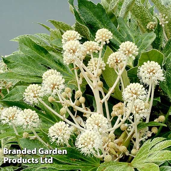 Fatsia japonica 'Spiders Web'