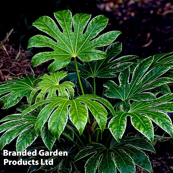 Fatsia japonica 'Spiders Web'