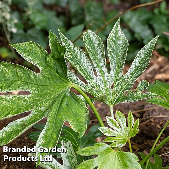 Fatsia japonica 'Spiders Web'