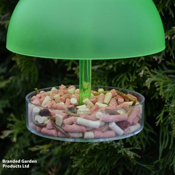 Robin & Small Bird Dome Feeder