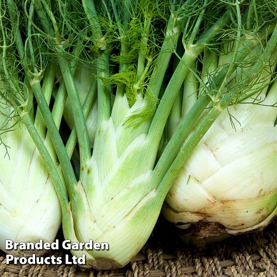 Fennel 'Fino' - Organic Seeds