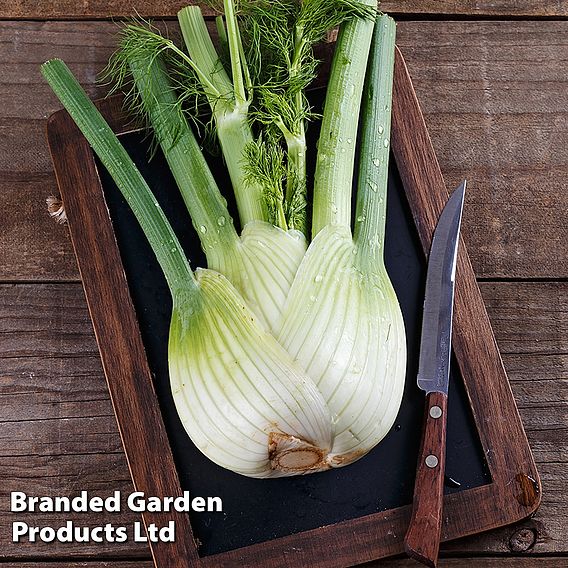 Fennel 'Fino' - Organic Seeds