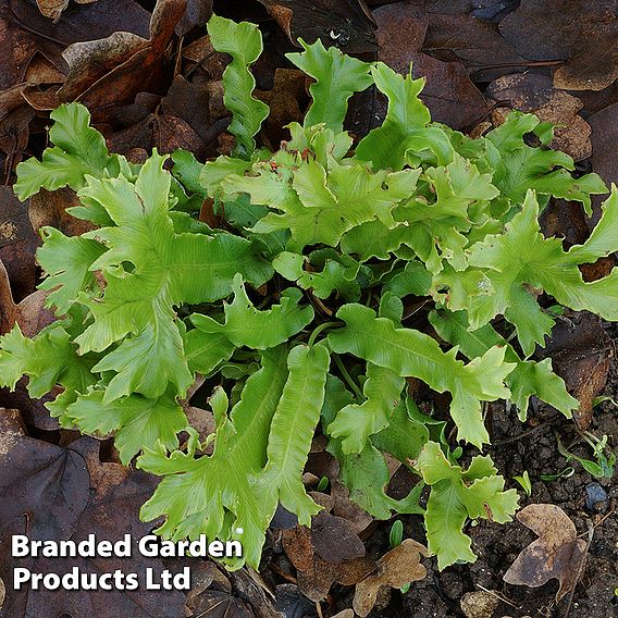Asplenium (Phyllitis) scolopendrium 'Cristata'