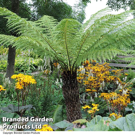 Australian Tree Fern