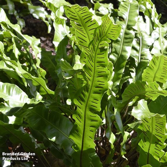 Asplenium scolopendrium