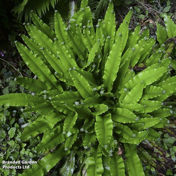 Asplenium scolopendrium