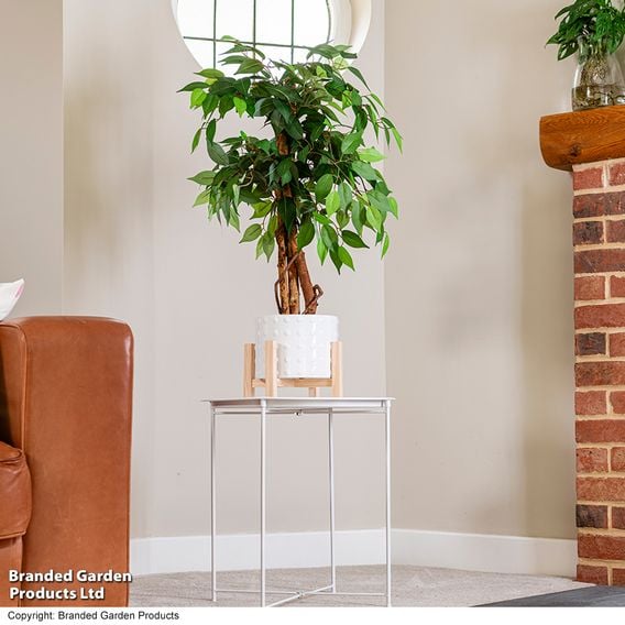 Artificial Ficus Tree 