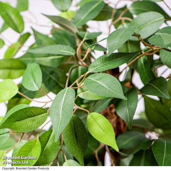 Artificial Ficus Tree 