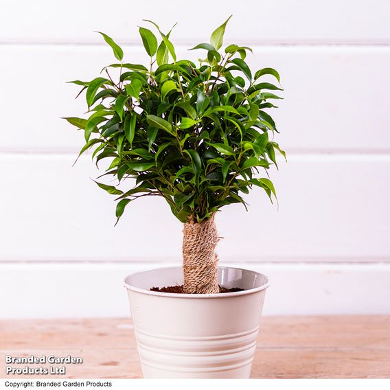 Ficus benjamina 'Natasja'