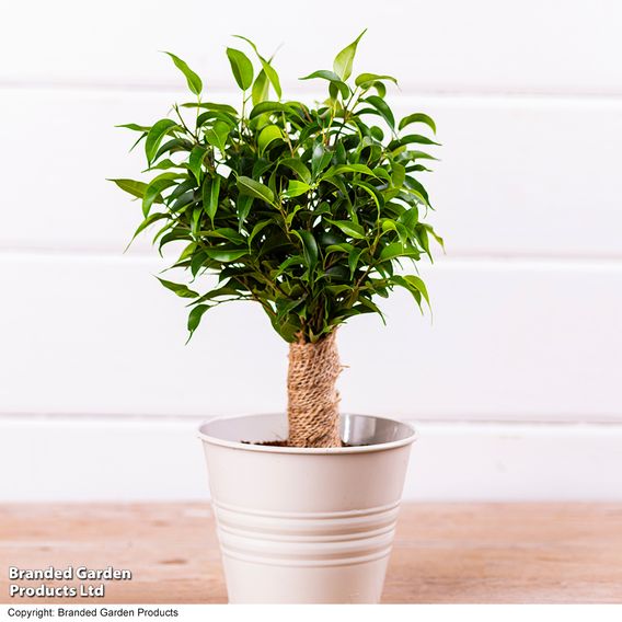 Ficus benjamina 'Natasja'