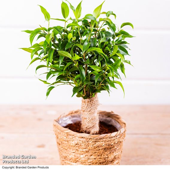 Ficus benjamina 'Natasja'
