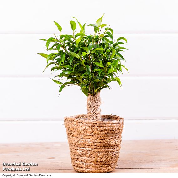 Ficus benjamina 'Natasja'