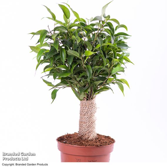 Ficus benjamina 'Natasja'