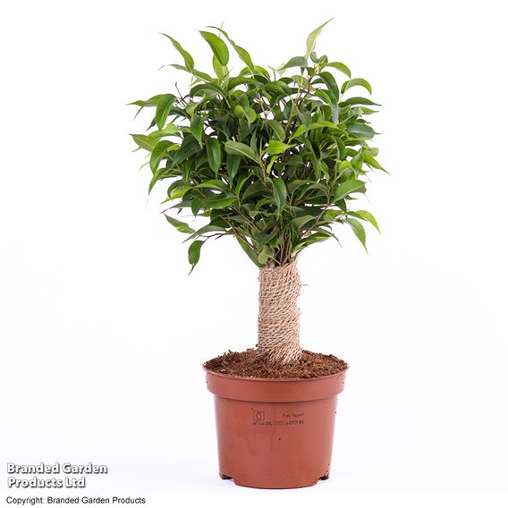 Ficus benjamina 'Natasja'