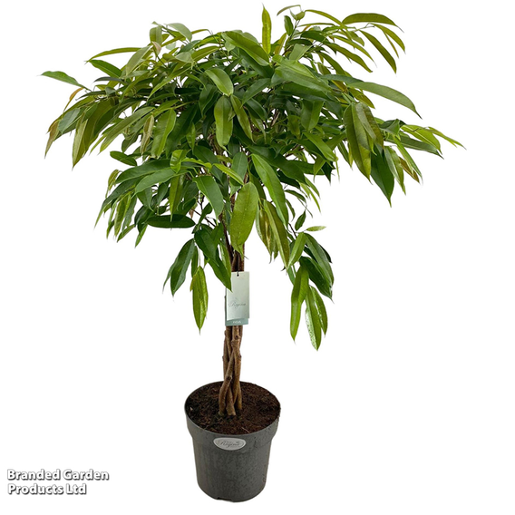 Ficus binnendijkii 'Amstel King'
