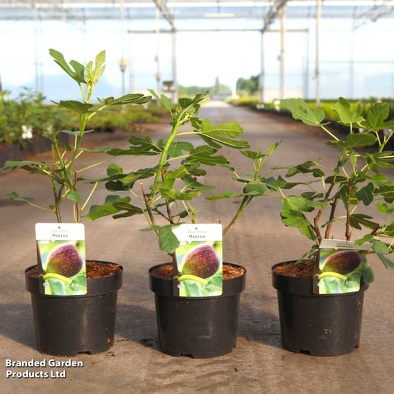Fig 'Morena'