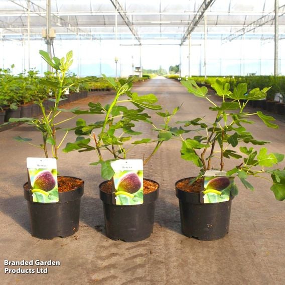 Fig 'Morena'
