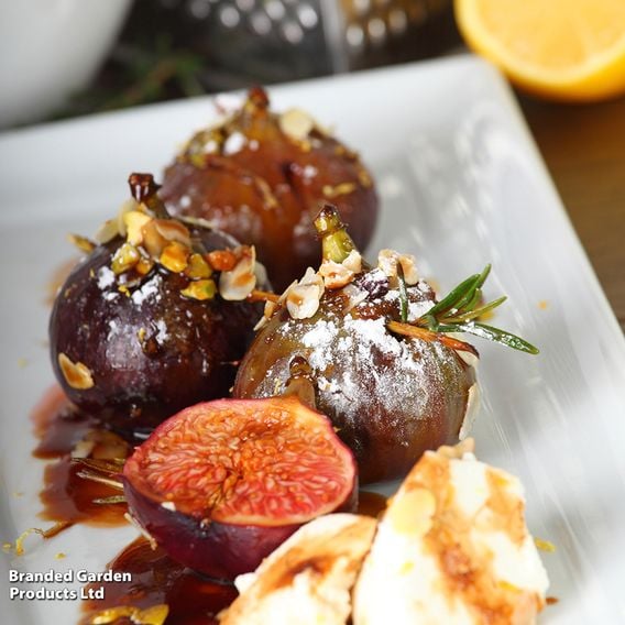 Fig Growers Choice