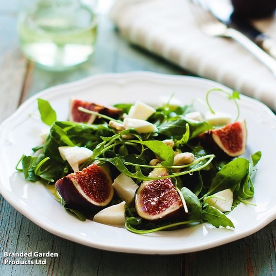 Fig Growers Choice