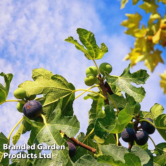 Fig (Ficus) Brunswick (bush)