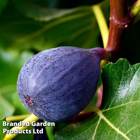 Fig (Ficus) Brunswick (bush)