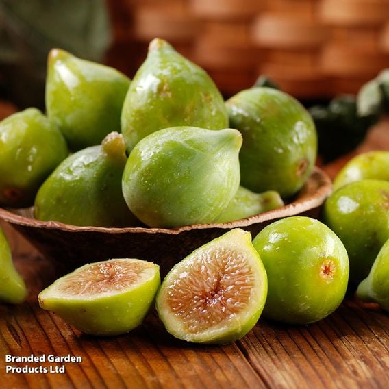 Fig Growers Choice