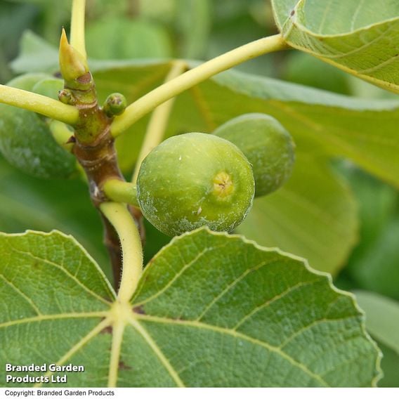 Fig Growers Choice