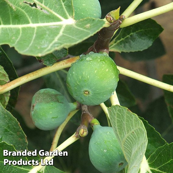 Fig (Ficus) Chelsea Standard