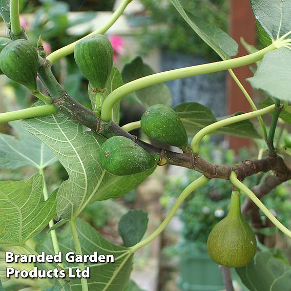 Fig 'Chelsea' (Standard)