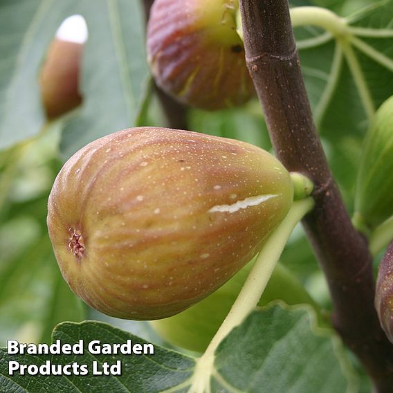 Fig 'Chelsea' (Standard)