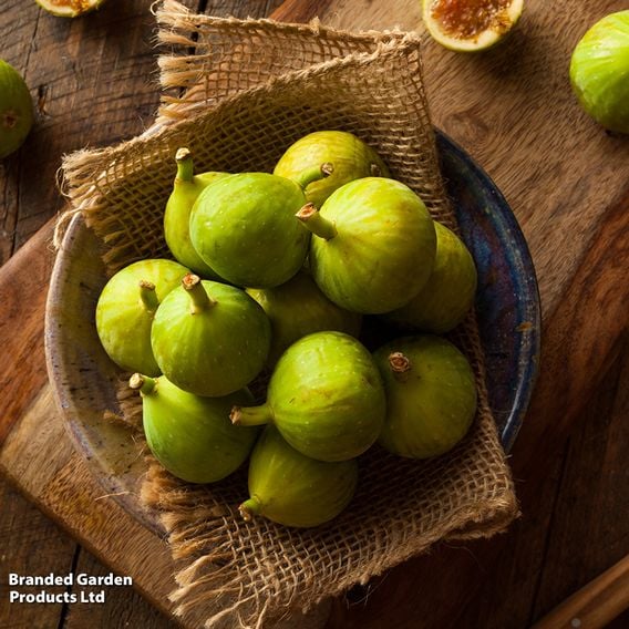 Fig Growers Choice