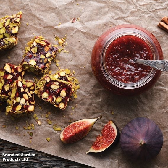 Fig Growers Choice
