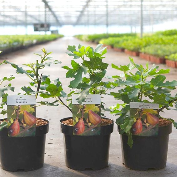 Fig 'Perretta'
