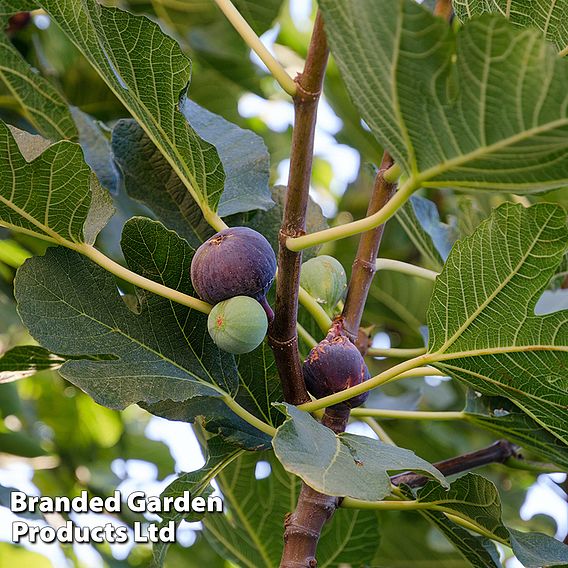 Fig 'Violette de Bordeaux'