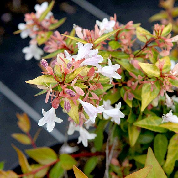 Abelia x grandiflora 'Francis Mason'