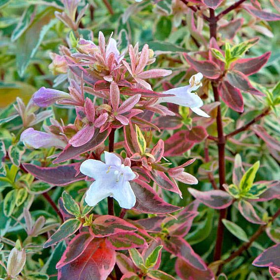 Abelia x grandiflora 'Sparkling Silver'