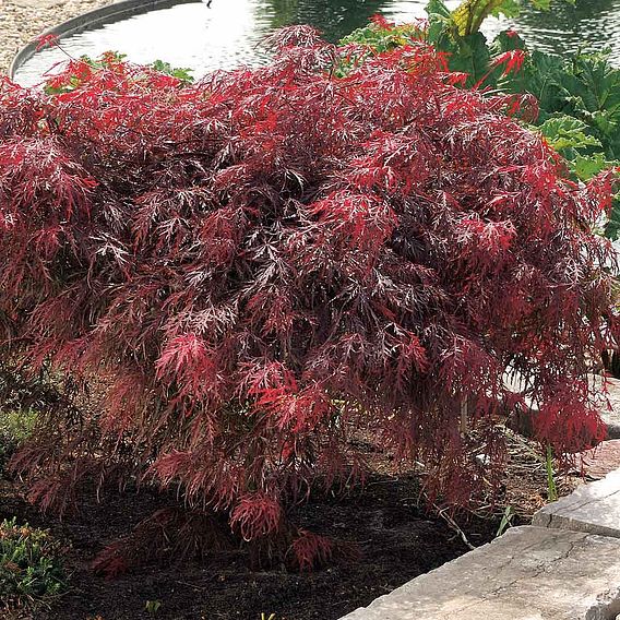 Acer palmatum 'Garnet'